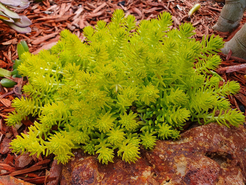 Petrosedum rupestre - GOLD BLOB® - Reflexed Stonecrop