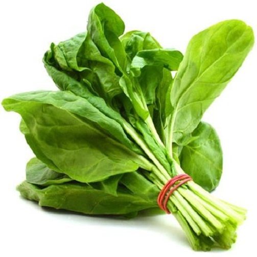 Spinach English - Spinacia oleracea