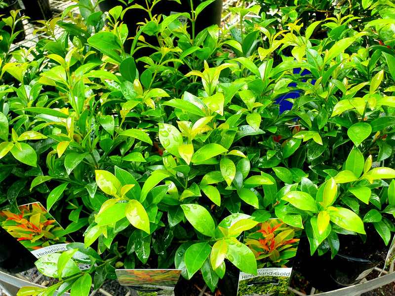 Syzygium australe - HINTERLAND GOLD - Lilly Pilly