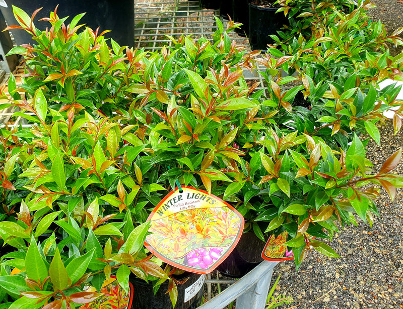 Syzygium australe - WINTER LIGHTS - Lilly Pilly 'Winter Lights' PBR