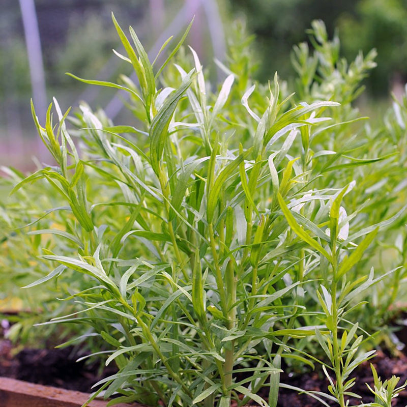 Tarragon Russian - Artemisia dracunculus