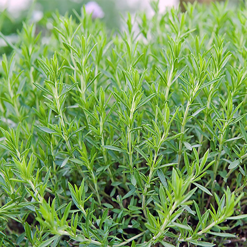 Tarragon Russian - Artemisia dracunculus