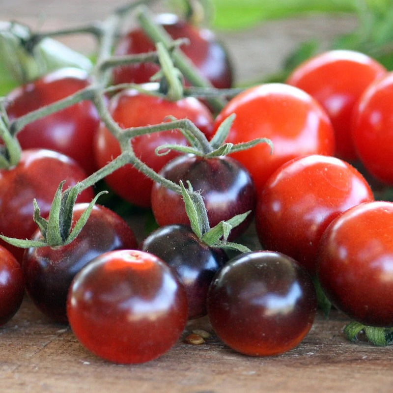 Tomato - BLUE BERRIES - Solanum lycopersicum - Diggers