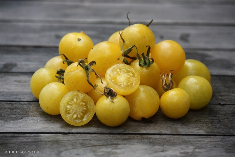 Tomato - LEMON DROP - Solanum lycopersicum - Diggers