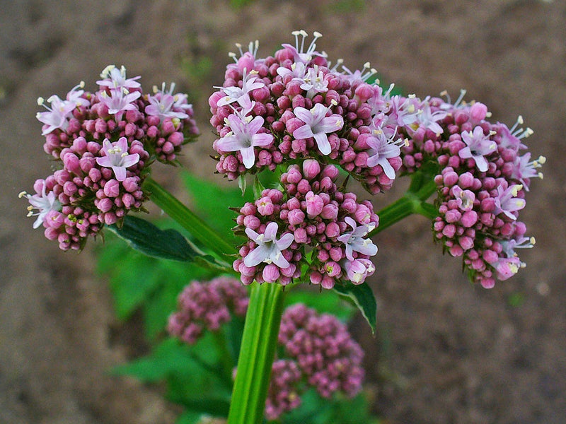 Valerian - Valeriana officinalis