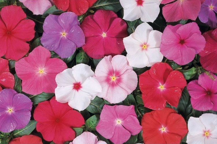 Vinca - HEATWAVE Mixed - Catharanthus roseus