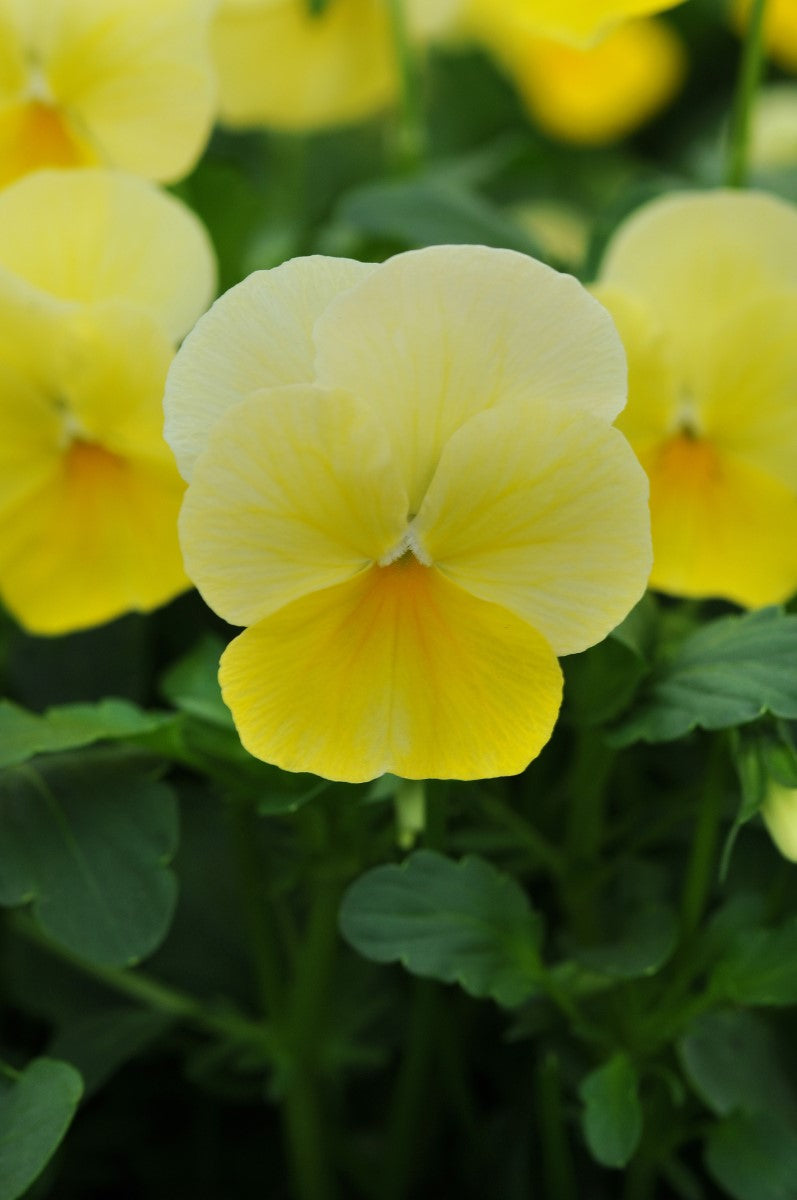 Viola cornuta - LEMON CHIFFON - Horned Violet