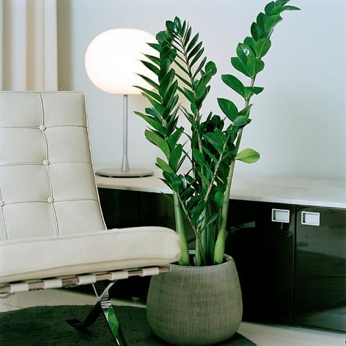 Zamioculcas zamiifolia - ZZ Plant