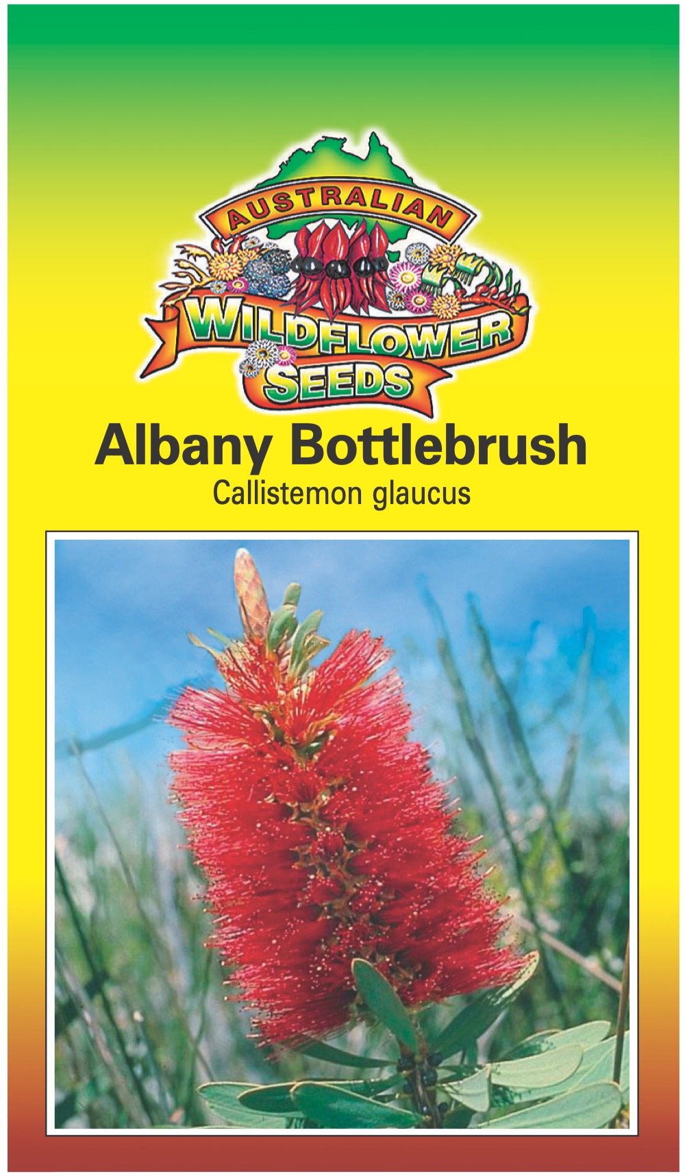 Seeds Callistemon glauca - Albany Bottlebrush