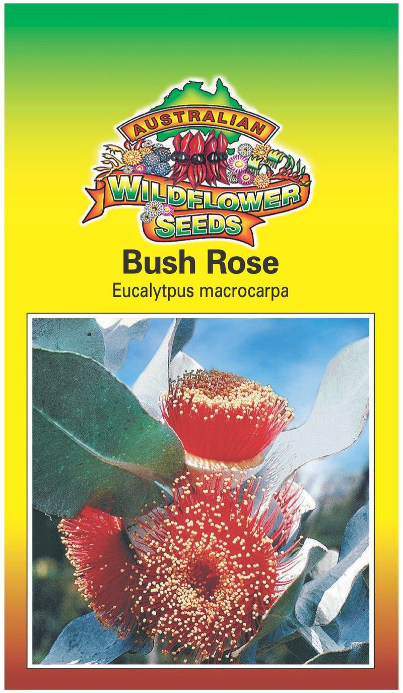 Seeds Eucalyptus macrocarpa - Bush Rose