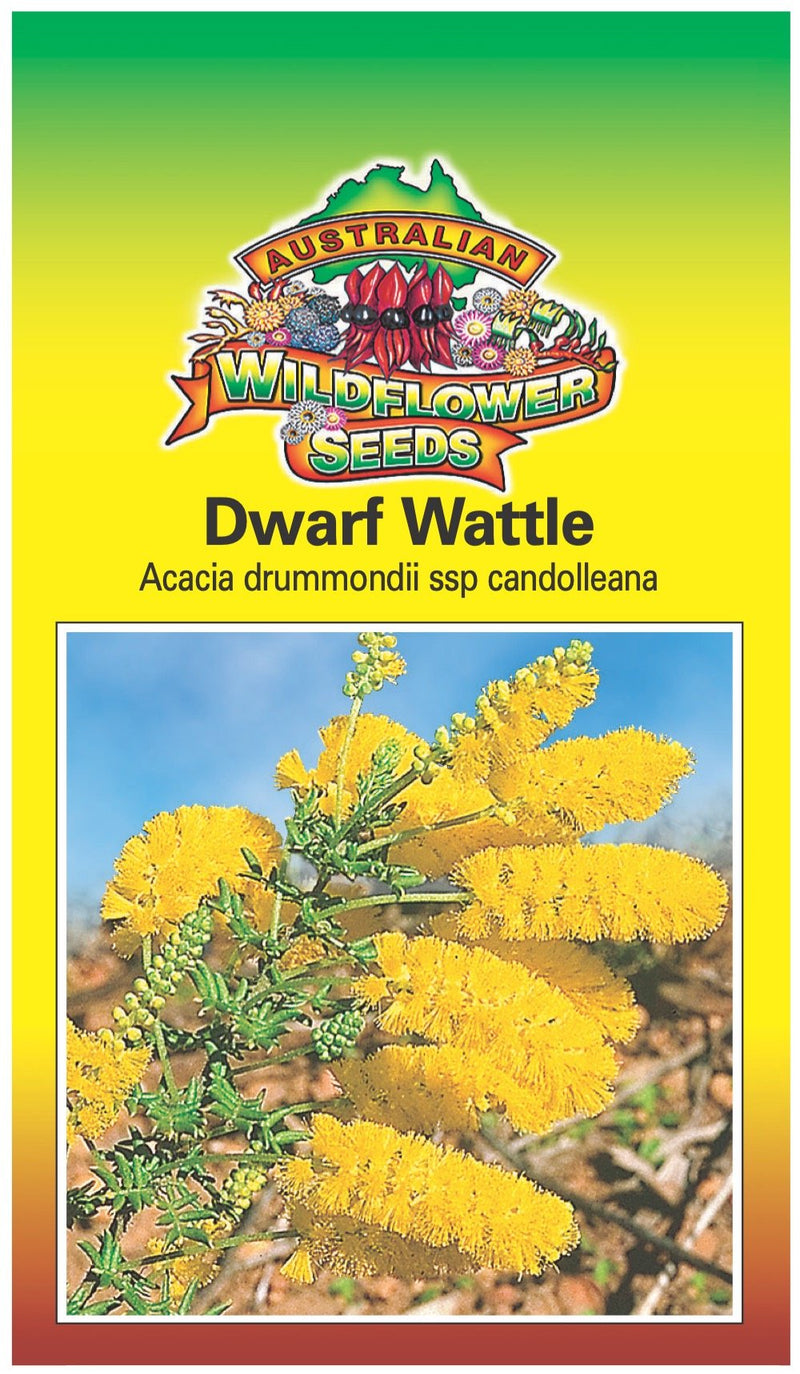 Seeds Acacia drummondii candoleana - Dwarf Wattle