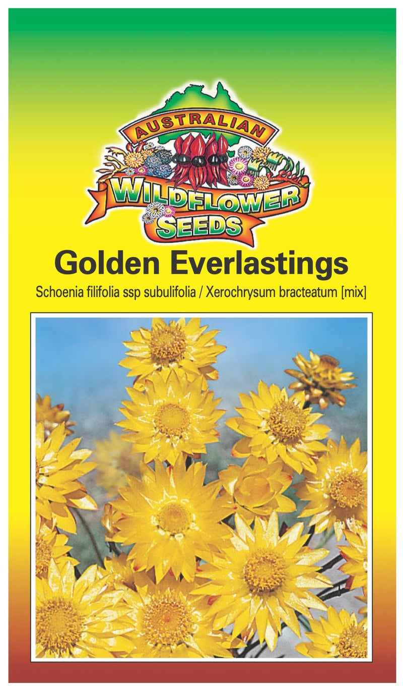 Seeds Xerochrysum bracteatum - Golden Everlastings